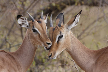 Sequence of grooming between two young male Impala (Aepyceros melampus)  Kruger NP  South Africa