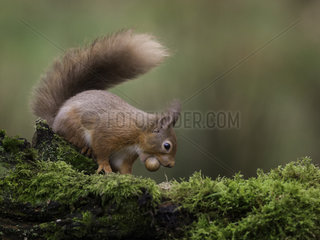 A Red Squirrel (Sciurus vulgaris) collects food for winter in Scotland  UK.
