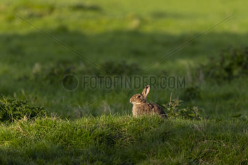 Rabbit (Oryctolagus cuniculus) laying in a meadow  England