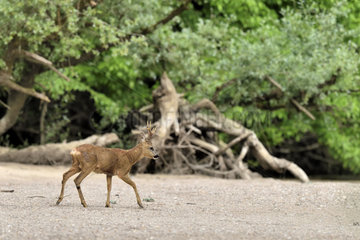Roe deer (Capreolus capreolus) on a bank of a secondary arm of the Loire  Nievre  Burgundy  France