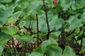 Green Basilisk (Basiliscus plumifrons)  Costa Rica