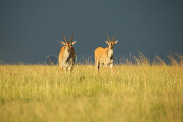Elands (Taurotragus oryx) in savanna  Kenya