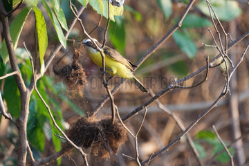 Social Flycatcher (Myiozetetes similis) collecting materials for the nest  Pantanal  Brazil