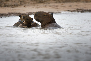 Capybara (Hydrochoerus hydrochaeris) and young in water  Pantanal  Brazil