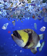 Titan triggerfish  Balistoides viridescens. Biting a plastic bottled lid. A lot of sea animals ingest plastic garbage because they think it's edible food. Huge amount of plastic garbage at the surface and in midwater. Thilafushi Island. Maldives Digital composite. Composite image