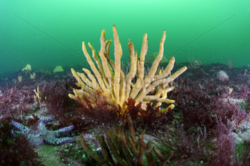 Common Antlers Sponge (Axinella polypoides) - 20 meters deep  off the island of Oleron  Atlantic Ocean  France