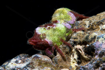 Shrimp (Trachycaris restricta). Small Decapod of less than 1 cm  Tenerife. Marine invertebrates of the Canary Islands.