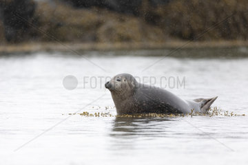 Harbor seal (Phoca vitulina) in the sea in the rain  Iceland