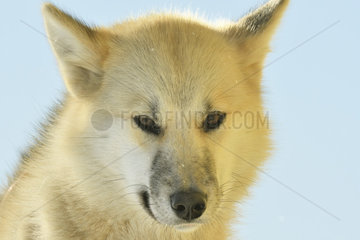 Portrait of sled dog. Ittoqqotoormit village  East Greenland