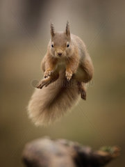 A Red Squirrel (Sciurus vulgaris) jumps the gap in the Cairngorms National Park  UK