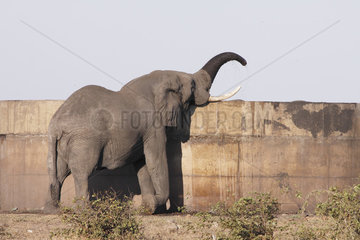 African Elephant (Loxodonta africana) drinking in a reservoir  Kruger  South Africa