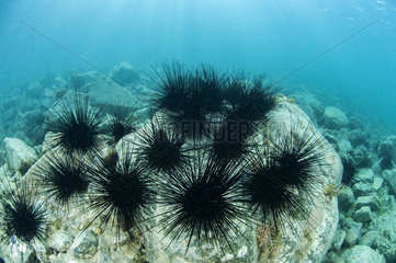 Long-spined sea urchin (Diadema antillarum)  Saint-Martin  Antilles