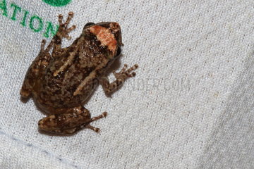 Underwood's rain frog (Craugastor underwoodi)  Costra Rica