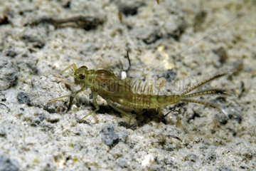 Mayfly nymph (Ephemeroptera sp) in a pond  Prairies du Fouzon  Loir-et-Cher  France