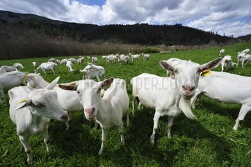 Herd of white goats in the Cevennes