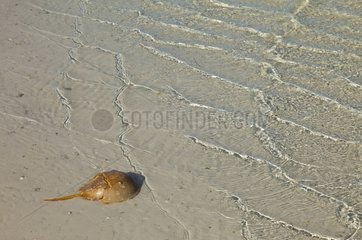 Horseshoe crab on shore Isla Pasion Holbox Island Mexico