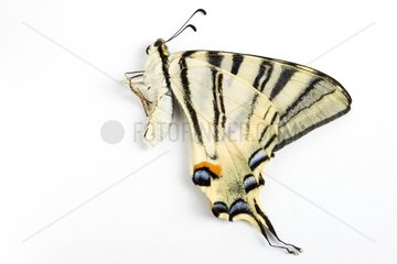 Scarce Swallowtail dead on white background