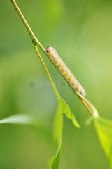 Symphyta larvae in the spring France