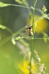 Male Weaver spider in the spring France
