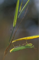 Mantis beten  der an einer Blattschweiz hängt