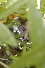 Portrait of Kitten hidden in the foliage