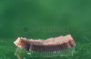 Ootheca of domestic mosquito on the surface of a pond