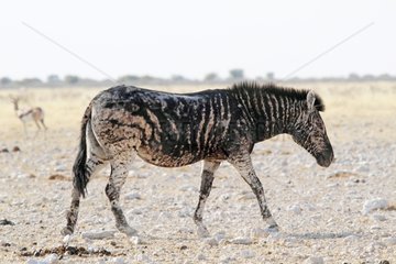 Abnormal coat of a zebra because of a genetic abnormality