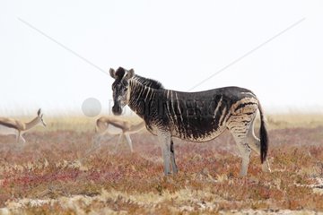 Abnormal coat of a zebra because of a genetic abnormality