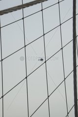Helicopter as seen through the cables of the Brooklyn Bridge