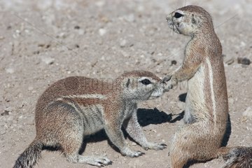 Tender meeting between South African Ground Squirrel