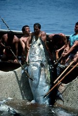 Fishermen landing giant Bluefin tuna off Italie