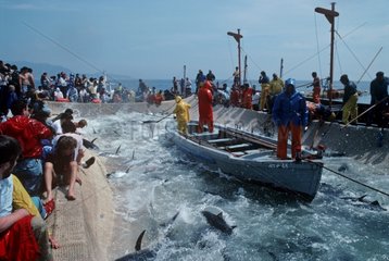 Traditional fishing for bluefin tuna off the coast of Italy