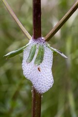 Meadow Froghopper shelter on herbaceous plant Spain