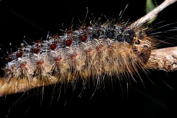 Lackey caterpillar on a branch Pyrenees Spain