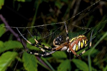 Wasp Spider on web Pyrenees Spain