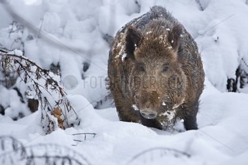Boar in the snow in winter France