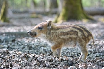 Young wild boar undergrowth France