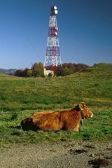 Cow and Telecommunication antennas Pyrenees Spain