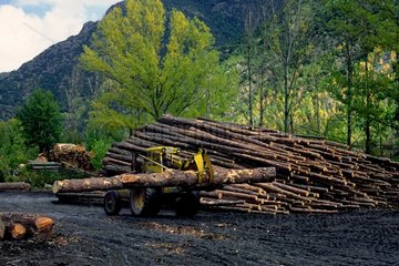 Transportation of logs in a sawmill Pyrenees Spain