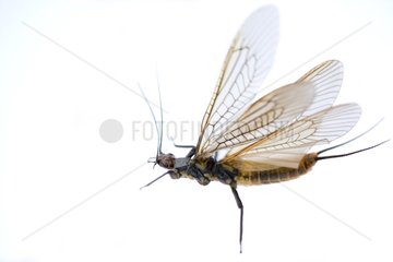 Adult of Stonefly France