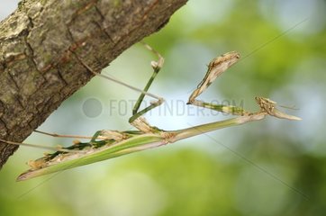 Empusa female under a branch France