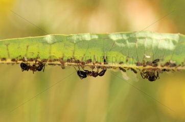 Ants breeding Aphids under a leaf France