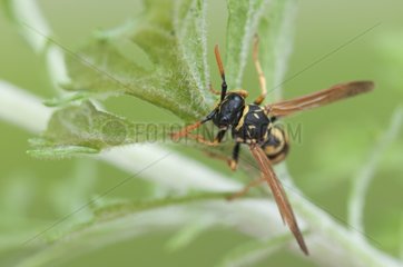 Paper wasp on a leaf in a wasteland France