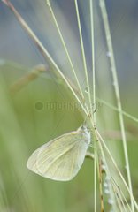 Cabbage butterfly on stems Lorraine France