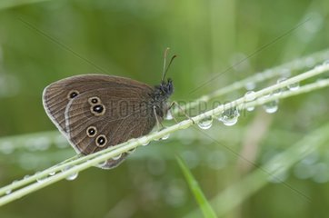 Ringlet on stalks and water drops Lorraine France