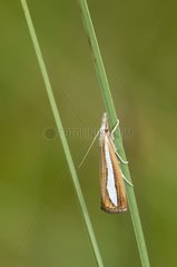 Pale-streak Grass-veneer on a rod in a bog Vosges France