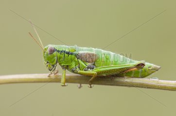 Grasshopper female on a rod Lorraine France