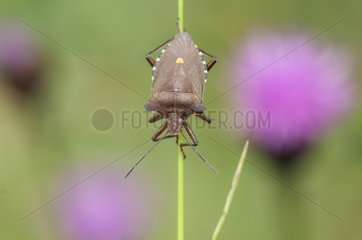 Forest Bug on a stalk Lorraine France