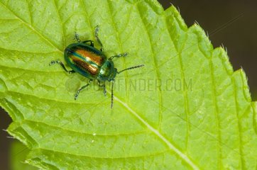 Chrysomelid on a leaf in a bog Vosges France