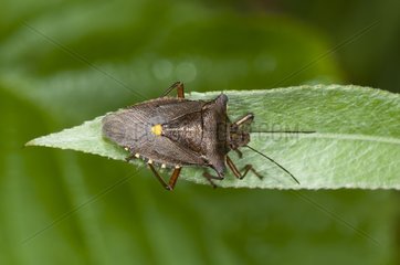 Wood bug on a leaf in a limestone lawn Lorraine France